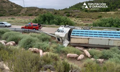 Vuelca Un Cami N Que Transportaba Cerdos En Una Curva De La N Entre